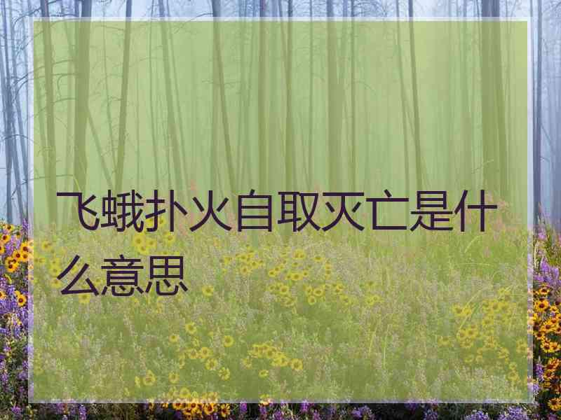 飞蛾扑火自取灭亡是什么意思 飞蛾扑火自取灭亡是什么意思