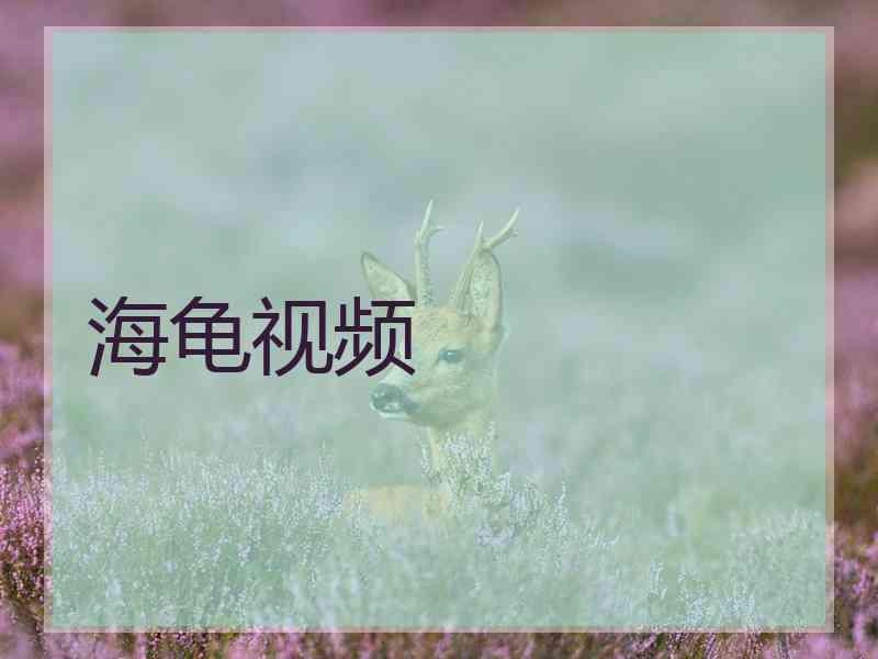 海龟视频 海龟视频
