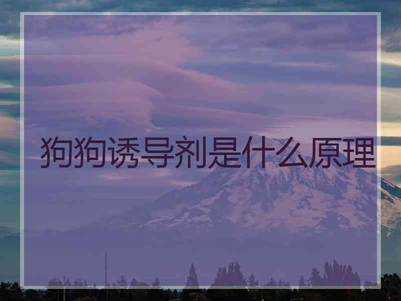 狗狗诱导剂是什么原理 狗狗诱导剂是什么原理