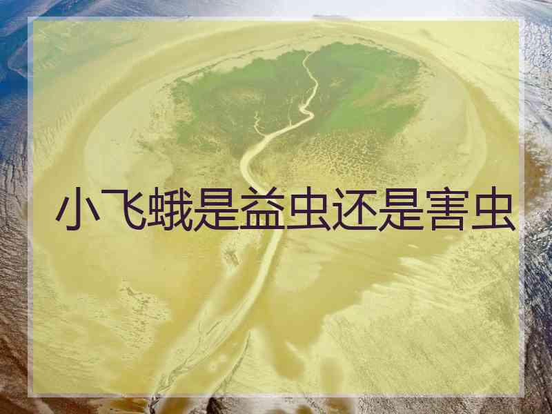 小飞蛾是益虫还是害虫 小飞蛾是益虫还是害虫