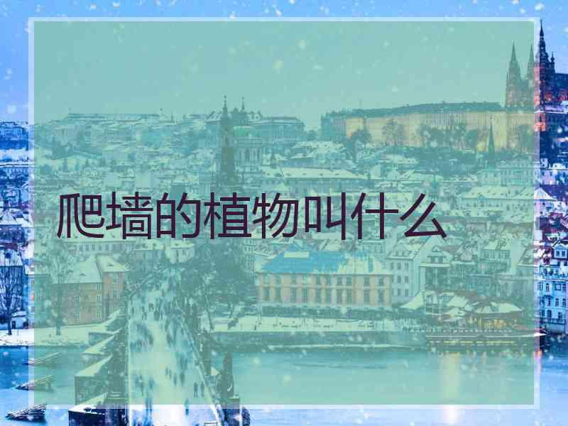 爬墙的植物叫什么