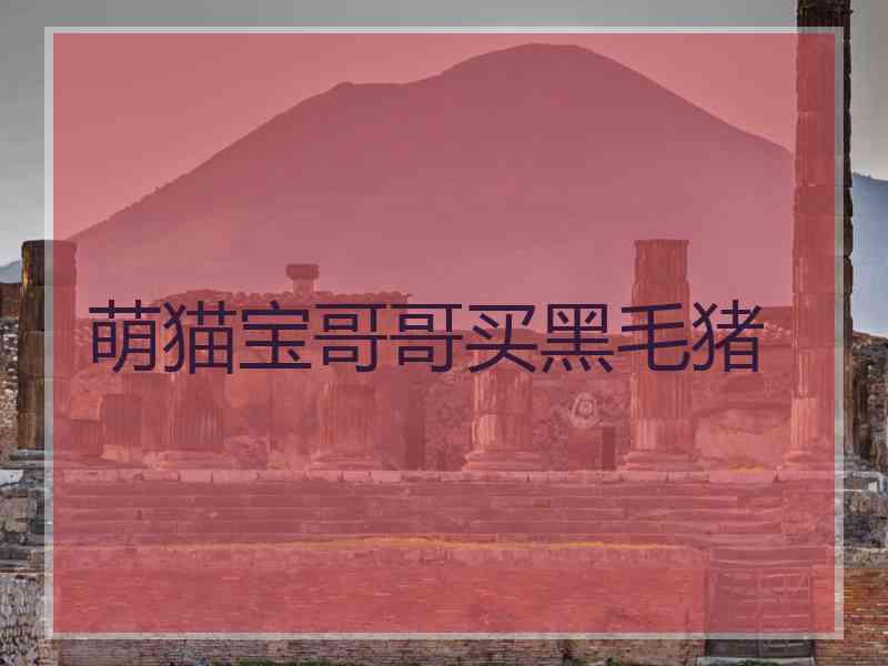 萌猫宝哥哥买黑毛猪
