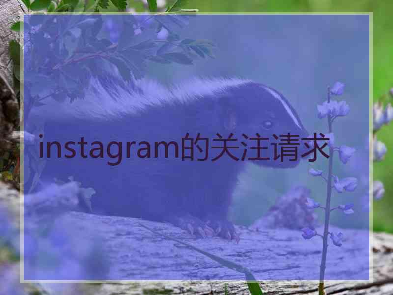 instagram的关注请求