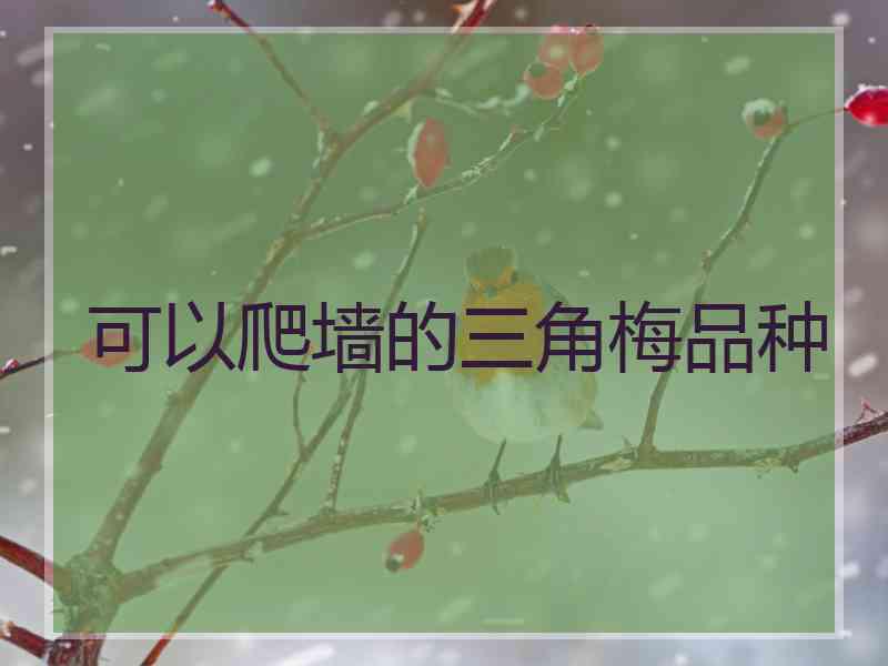 可以爬墙的三角梅品种