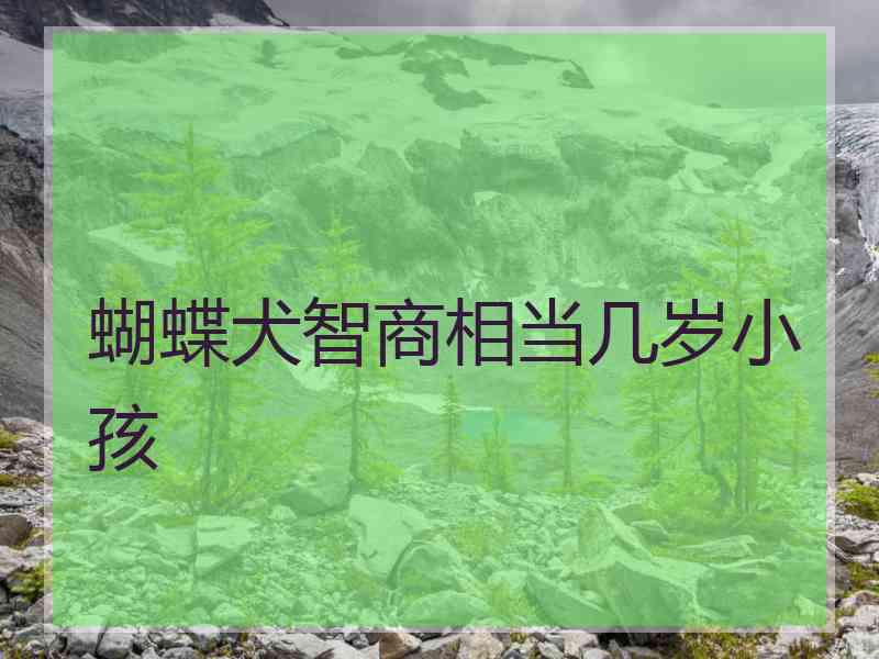 蝴蝶犬智商相当几岁小孩