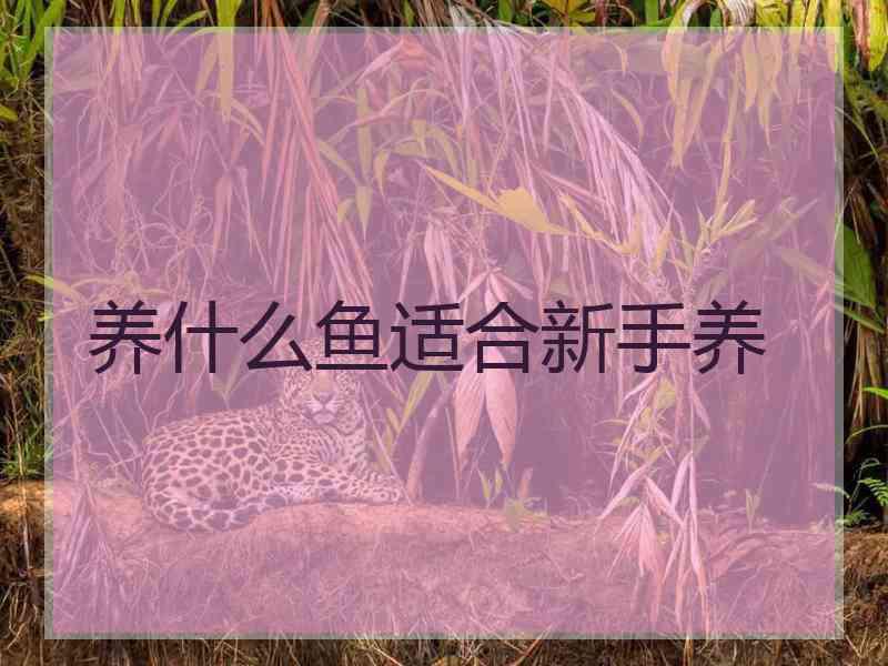 养什么鱼适合新手养