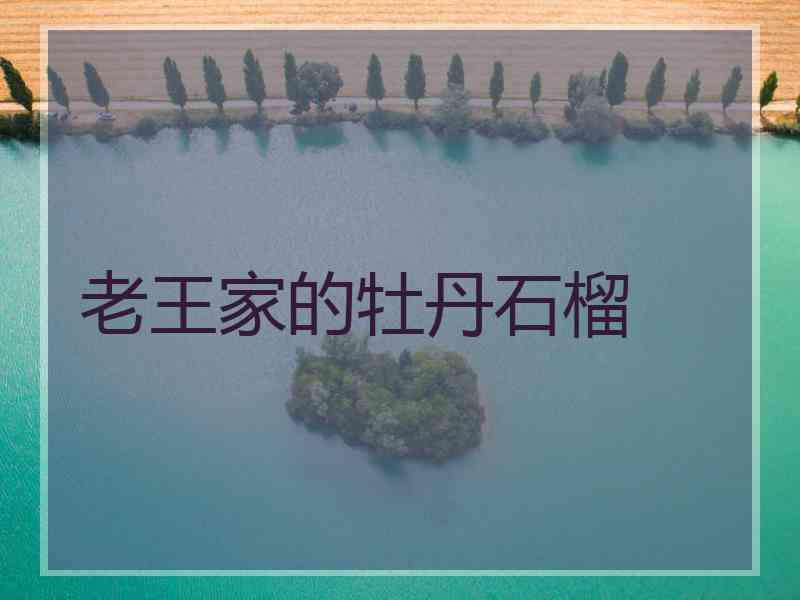 老王家的牡丹石榴