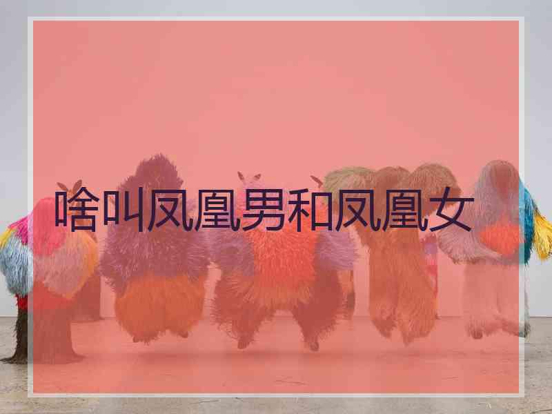啥叫凤凰男和凤凰女