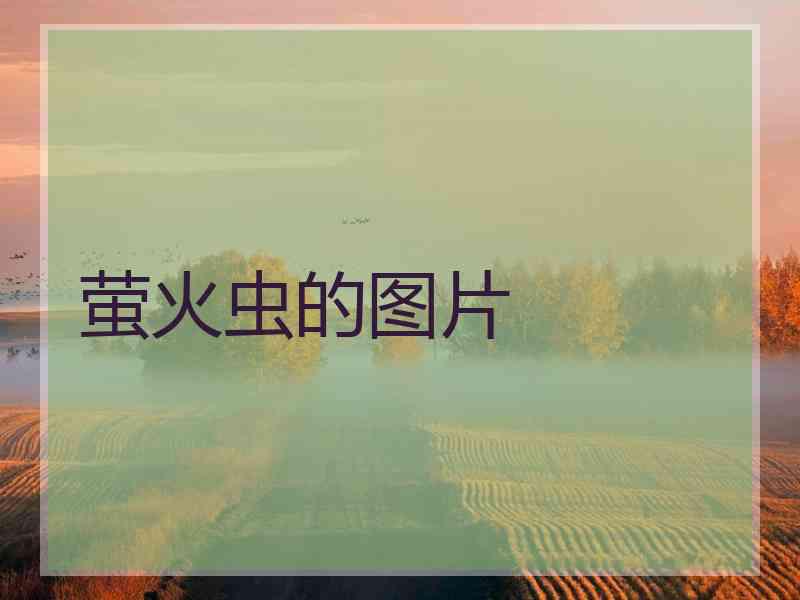 萤火虫的图片