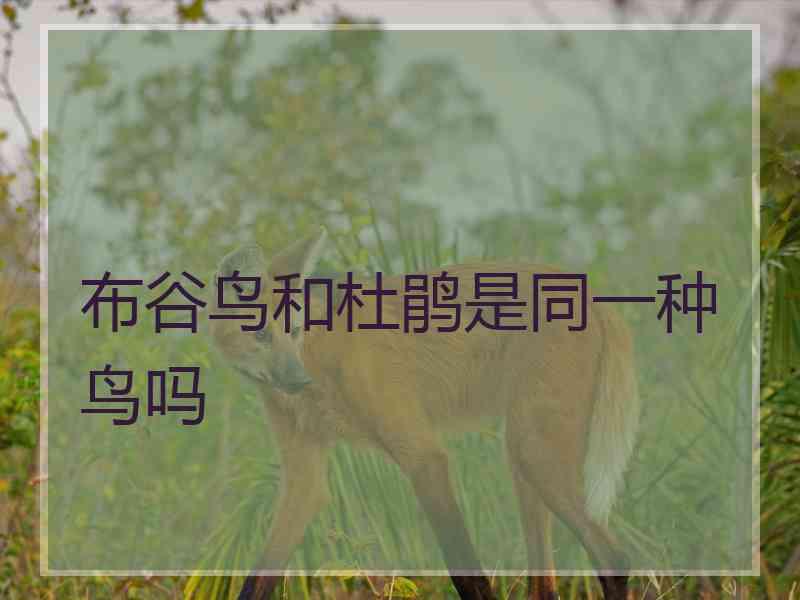 布谷鸟和杜鹃是同一种鸟吗
