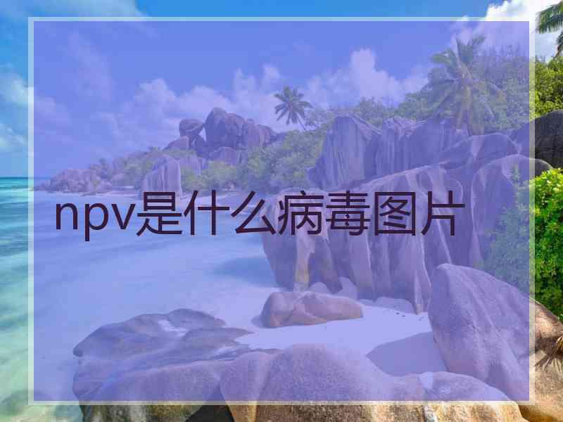 npv是什么病毒图片