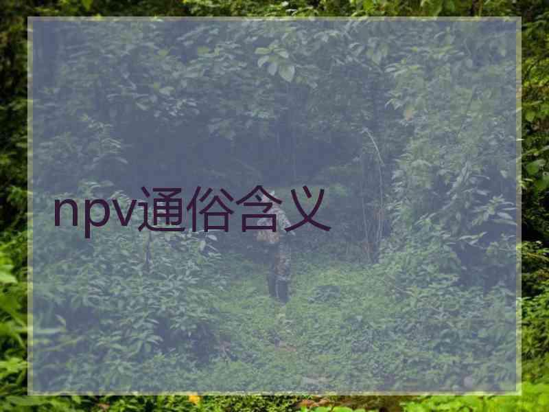 npv通俗含义