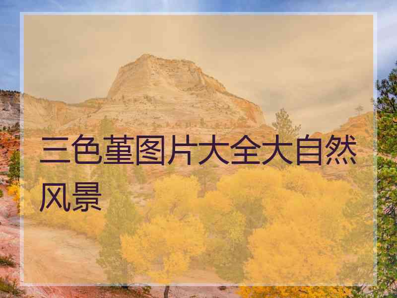 三色堇图片大全大自然风景