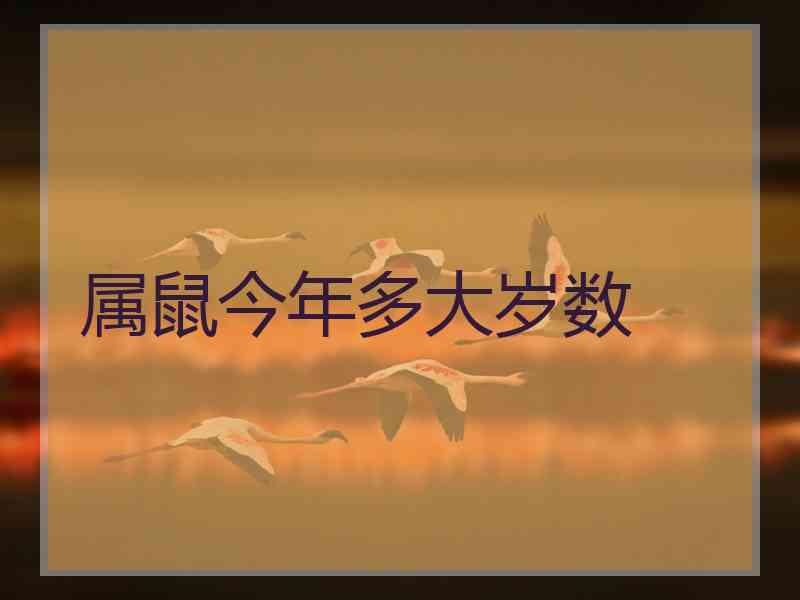 属鼠今年多大岁数