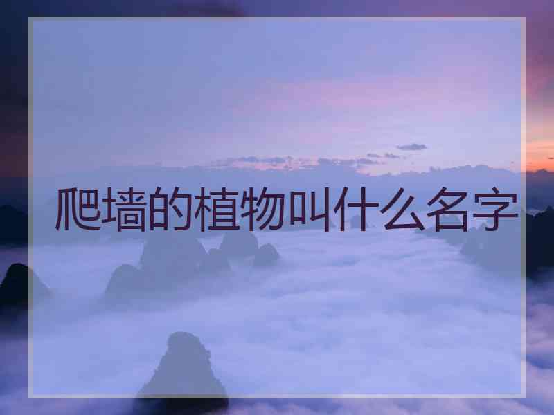 爬墙的植物叫什么名字