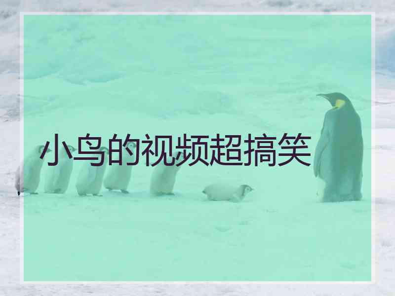 小鸟的视频超搞笑