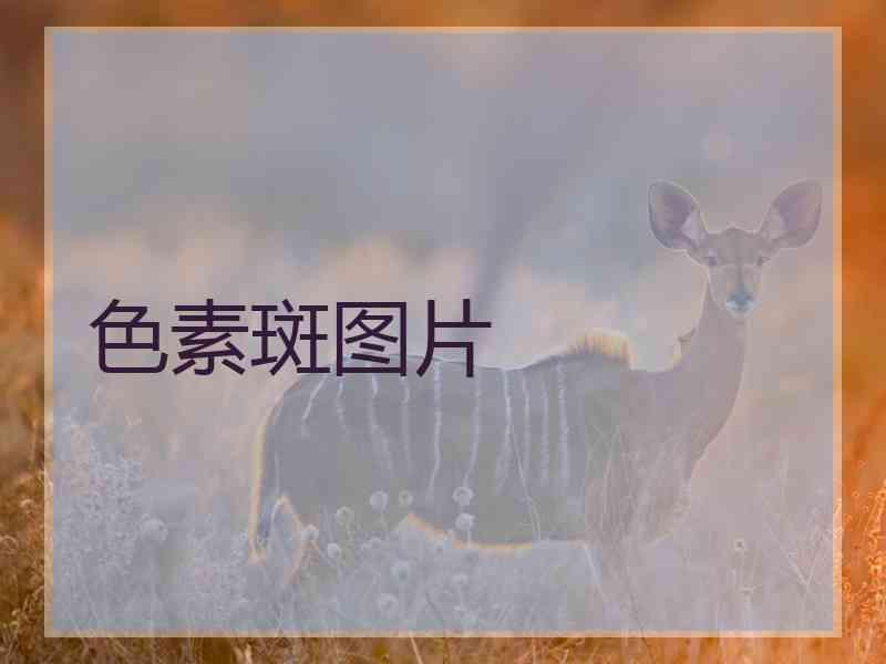 色素斑图片