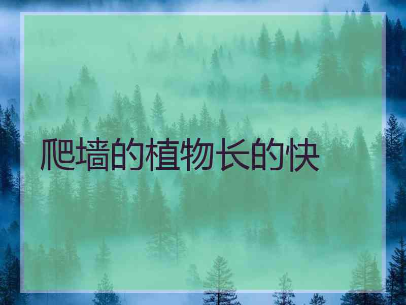 爬墙的植物长的快