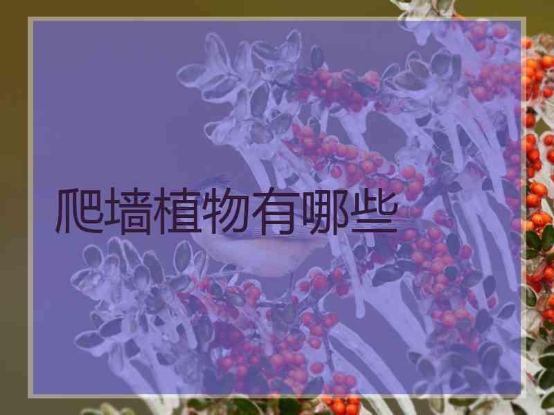 爬墙植物有哪些