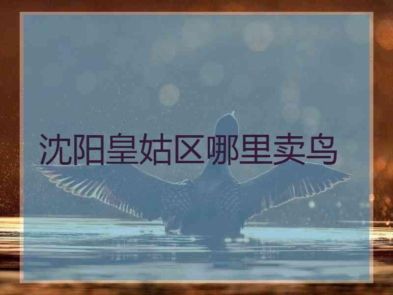沈阳皇姑区哪里卖鸟