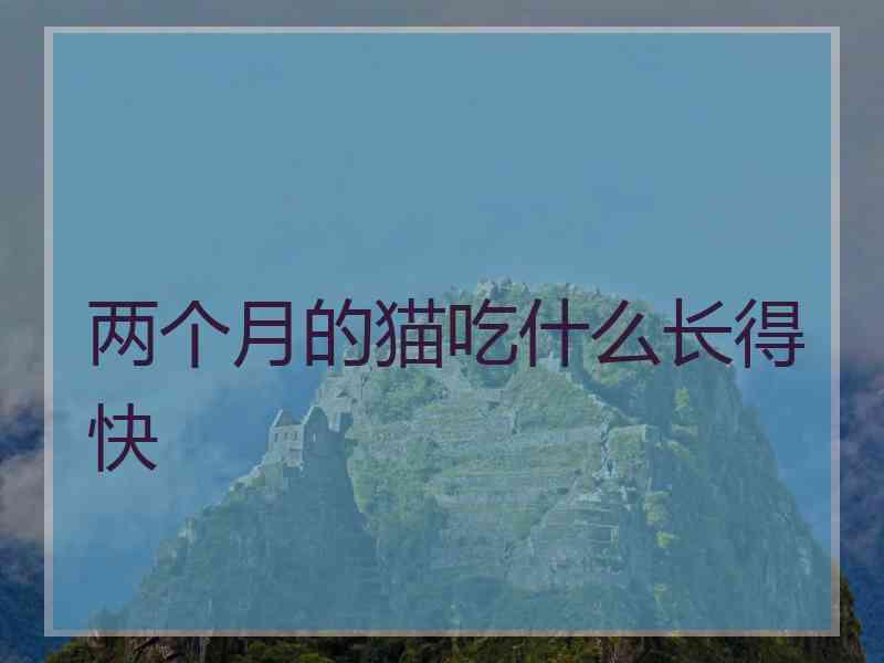 两个月的猫吃什么长得快