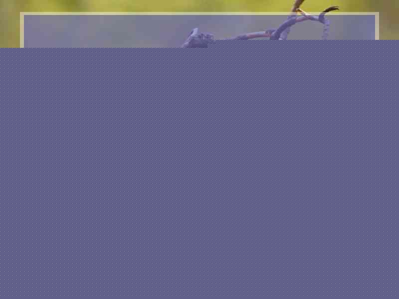 什么叫无症状感染者传播
