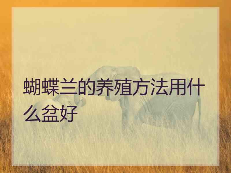 蝴蝶兰的养殖方法用什么盆好