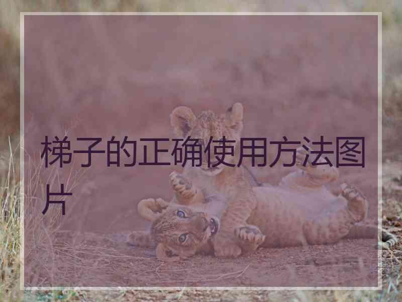梯子的正确使用方法图片