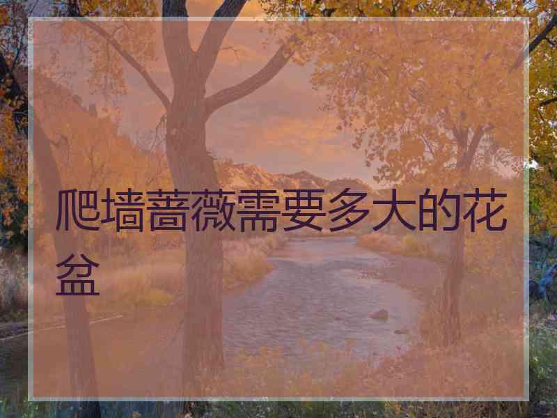 爬墙蔷薇需要多大的花盆