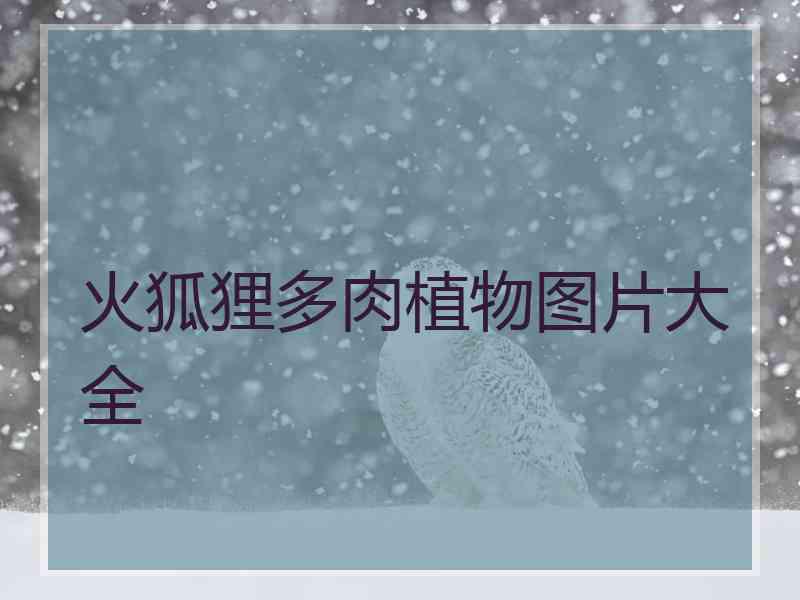 火狐狸多肉植物图片大全