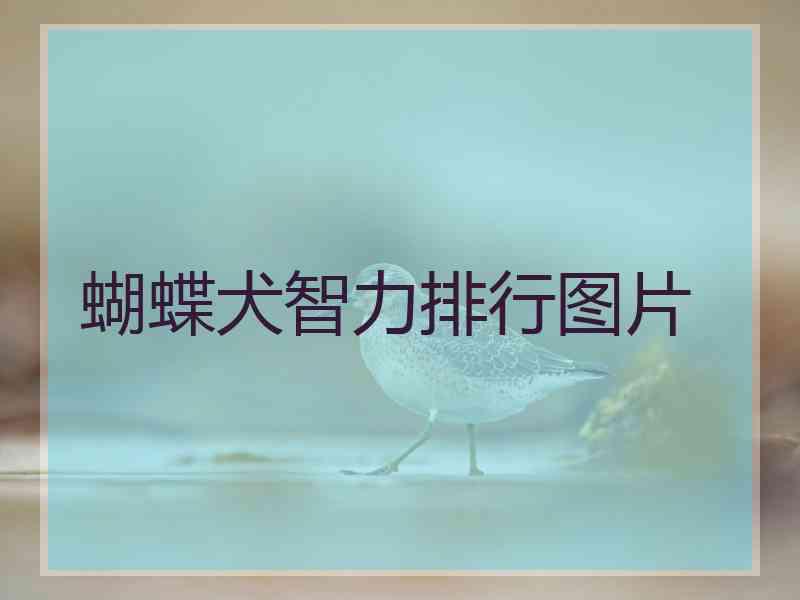 蝴蝶犬智力排行图片
