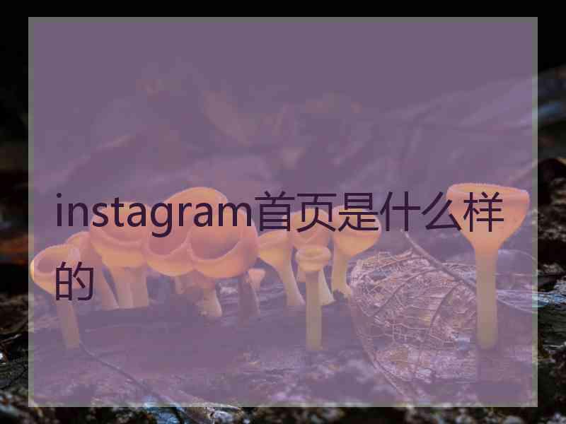 instagram首页是什么样的