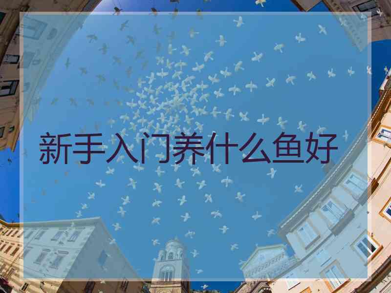 新手入门养什么鱼好
