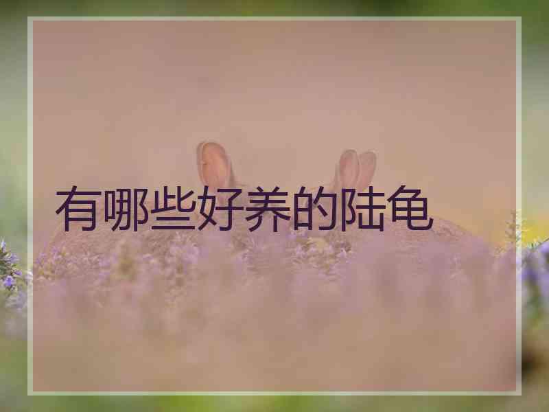 有哪些好养的陆龟